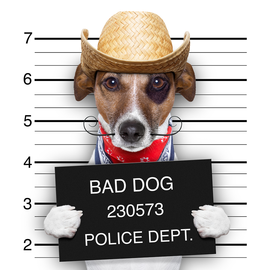 Bad Dog Mugshot